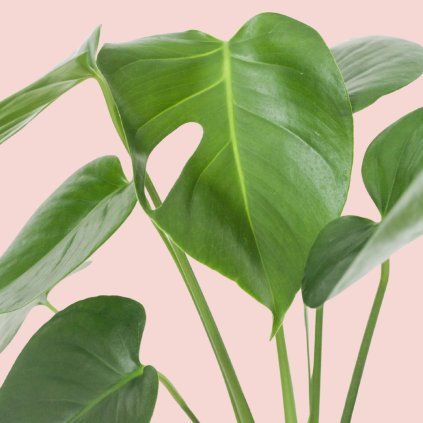 Monstera Deliciosa