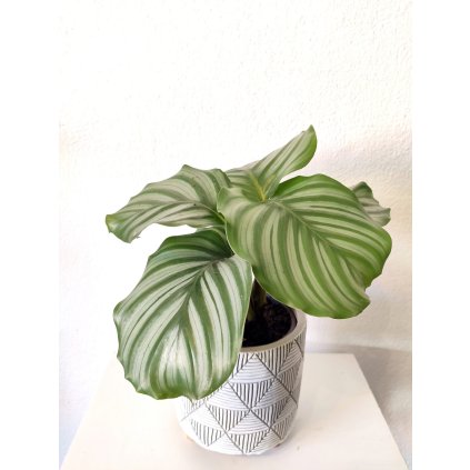 672 calathea orbifolia