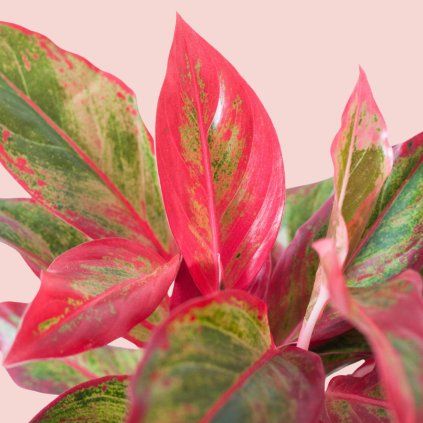 Aglaonema Crete Flame