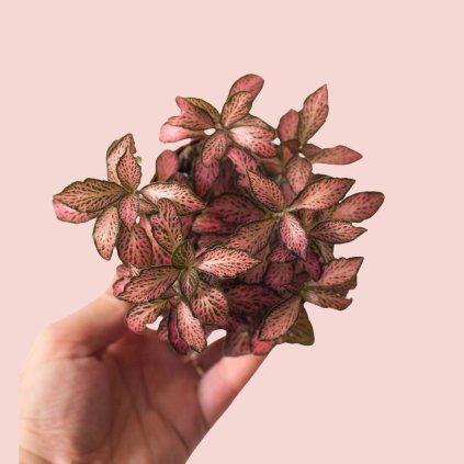 Fittonia Pink Forest Flame