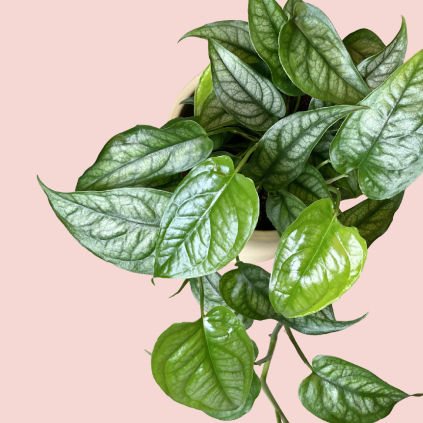 Monstera Siltepecana