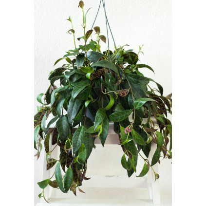 aeschynantus 1 scaled