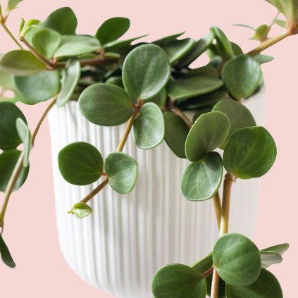 Peperomia Hope