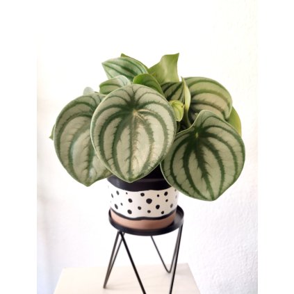 81 peperomia argyreia watermelon