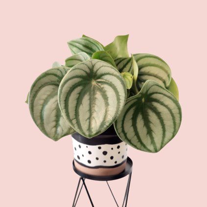 Peperomia Argyreia Watermelon