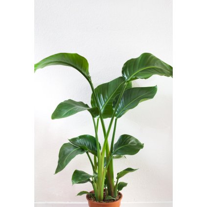 pannebakker 6 scaled