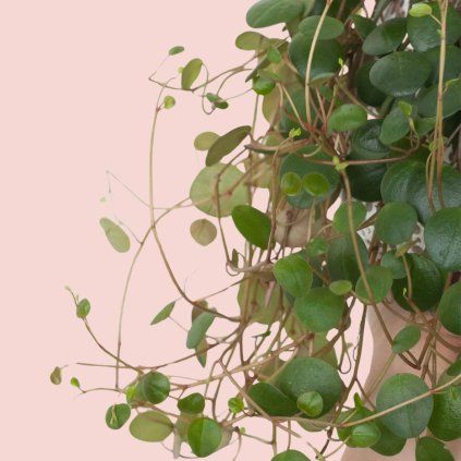 Peperomia Pepperspot
