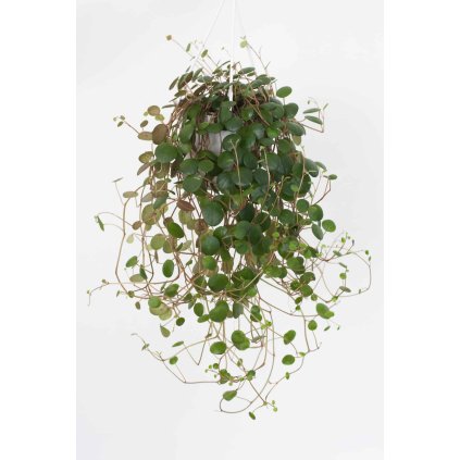 Peperomia Pepperspot 1 scaled