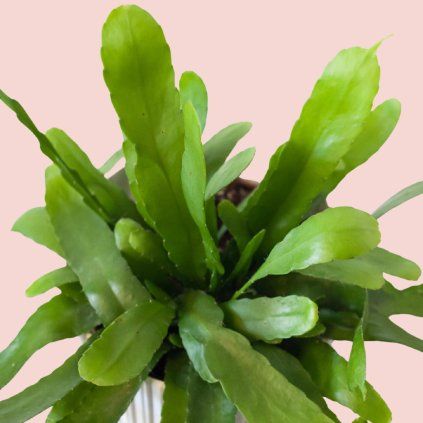 Rhipsalis Red Coral
