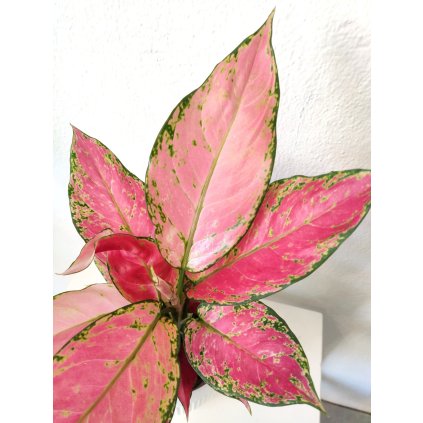 990 aglaonema cherry baby