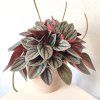 Peperomia Santorini