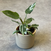 Philodendron White Princess (2)