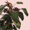 Philodendron Imperial Red