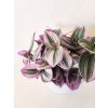 Tradescantia Nanouk