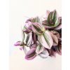 Tradescantia Nanouk