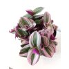 1089 tradescantia nanouk