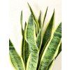 sansevieria trifasciata laurentii