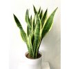 1092 sansevieria trifasciata laurentii