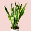 Sansevieria Trifasciata Laurentii