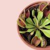 Dionaea Muscipla / Mucholapka