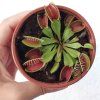 Dionaea Muscipla / Mucholapka