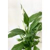 1137 spathiphyllum straus lopatkovec