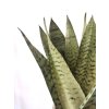 1140 1 sansevieria zeylanica