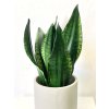 1143 1 sansevieria silver flame