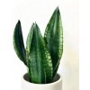 1143 sansevieria silver flame