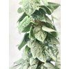 scindapsus pictus silvery ann s oporou
