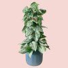Scindapsus Pictus Silvery Ann s oporou