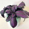 Strobilanthes Dyeriana