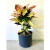 codiaeum variegatum mrs iceton