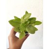 1299 1 peperomia pixie lime