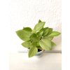 1299 2 peperomia pixie lime