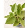1299 peperomia pixie lime