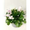 Schlumbergera / Vianočný kaktus