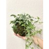 Kokedama Hedera Helix Eva
