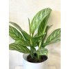 Aglaonema Stripe