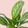 Aglaonema Stripe