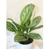 Aglaonema Stripe