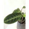 Calathea Warscewiczii
