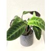 Calathea Warscewiczii