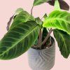 Calathea Warscewiczii