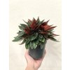 Peperomia Caperata Rosso