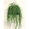 Rhipsalis Baccifera Shaferi