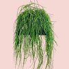 Rhipsalis Baccifera Shaferi