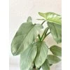 Philodendron Silver Queen