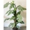 Philodendron Silver Queen