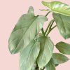 Philodendron Silver Queen